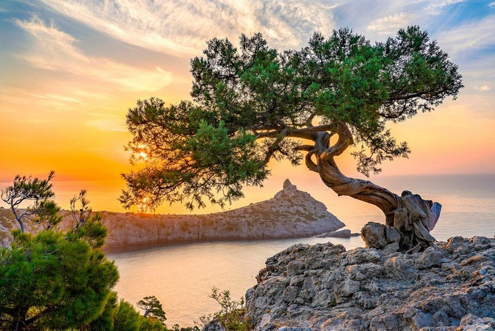 Cây bonsai ở bãi biển Tsarsky nhìn ra Mũi Kapchik là một trong những thắng cảnh của Crimea. Ảnh: Mikhail Kaminsky.