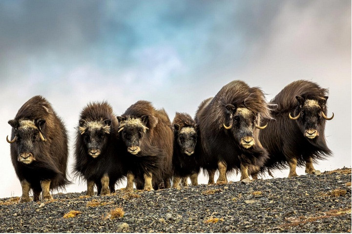 Nhiếp ảnh gia Vitaly Gorshkov chụp rất nhiều ảnh về các loài động vật hoang dã, trong đó có loạt ảnh về những con bò xạ hương này.