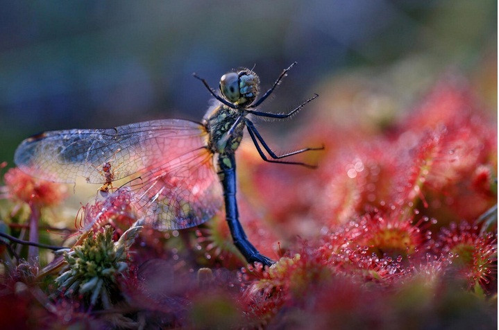 Bức ảnh chuồn chuồn và kiến được nhiếp ảnh gia Valeria Zvereva chụp lại.