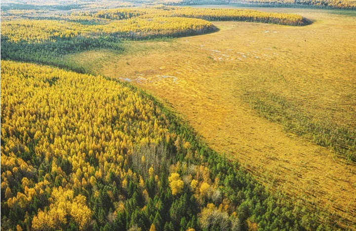 Dmitry Ivanov tập trung chụp ảnh những khu rừng và khu bảo tồn thiên nhiên. Trong ảnh là khu rừng vàng tuyệt đẹp ở Nga.