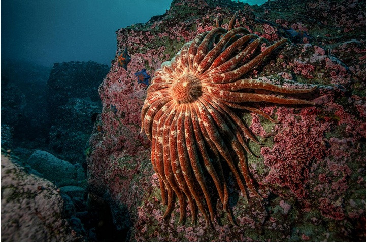 Nhiếp ảnh gia Andrei Balta đã tìm thấy ngôi sao biển hoa hướng dương hay còn gọi là pycnopodia, dưới đại dương gần Đảo Moneron. Nó có kích thước khoảng 80 cm và có thể di chuyển nhanh một cách đáng kinh ngạc.
