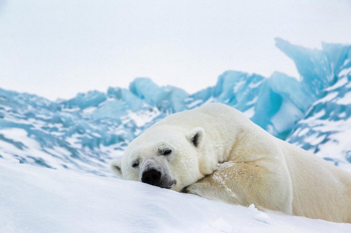 “Giấc mơ trưa” của một chú gấu bắc cực ở Nga. Ảnh: Nikolai Gernet.