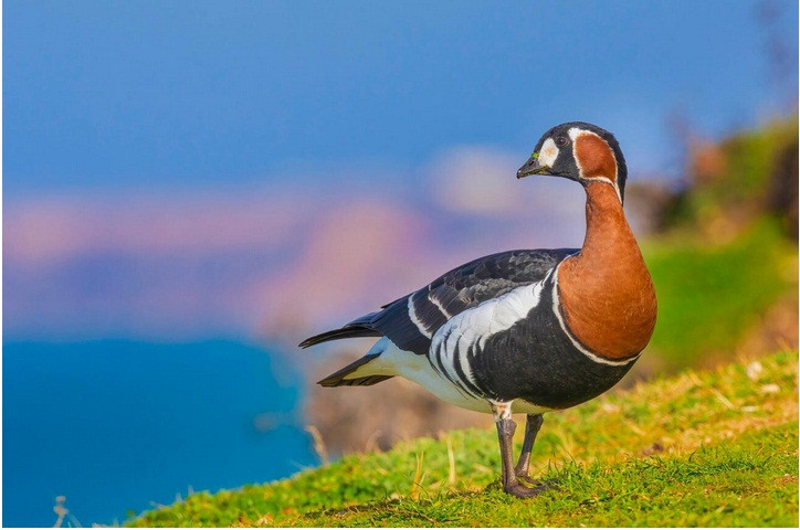 Ngỗng ngực đỏ là loài đặc hữu của Nga, có nghĩa là nó chỉ sinh sống ở đây. Nó là một loài ngỗng quý hiếm, làm tổ trên bán đảo Taimyr và những nơi khác trong lãnh thổ Nga. Ảnh: Yegor Vlasov. 
