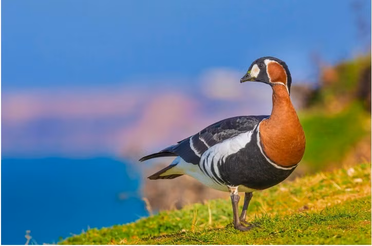 Ngỗng ngực đỏ là loài đặc hữu của Nga, có nghĩa là nó chỉ sinh sống ở đây. Nó là một loài ngỗng quý hiếm, làm tổ trên bán đảo Taimyr và những nơi khác trong lãnh thổ Nga. Ảnh: Yegor Vlasov. 