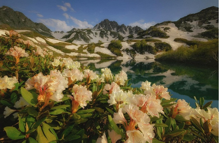 Những bông hoa Caucasus của Nga gây kinh ngạc với sự đa dạng và vẻ đẹp thiên nhiên hoang dã của nó. Bức ảnh này được chụp tại Hồ Gitche-Kel ở Cộng hòa Karachay-Cherkessia. Ảnh: Olesya Fedoseyenkova.