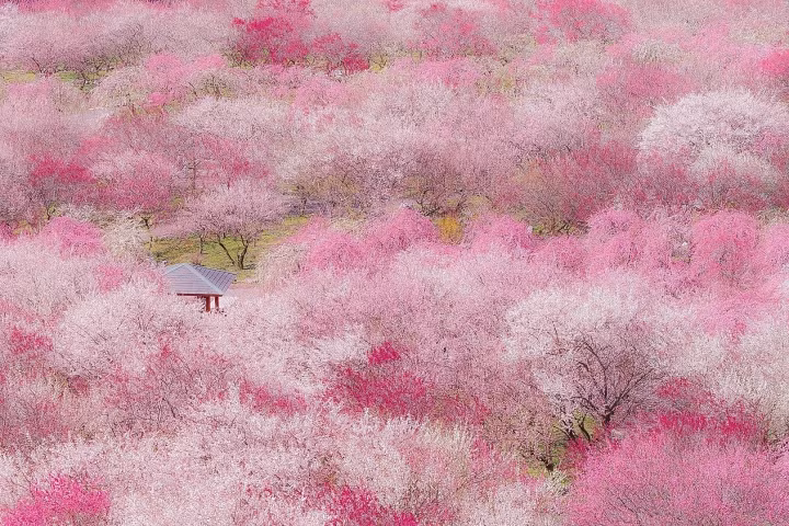 Lac vao rung hoa man Nhat Ban no ro dep nhu co tich-Hinh-8