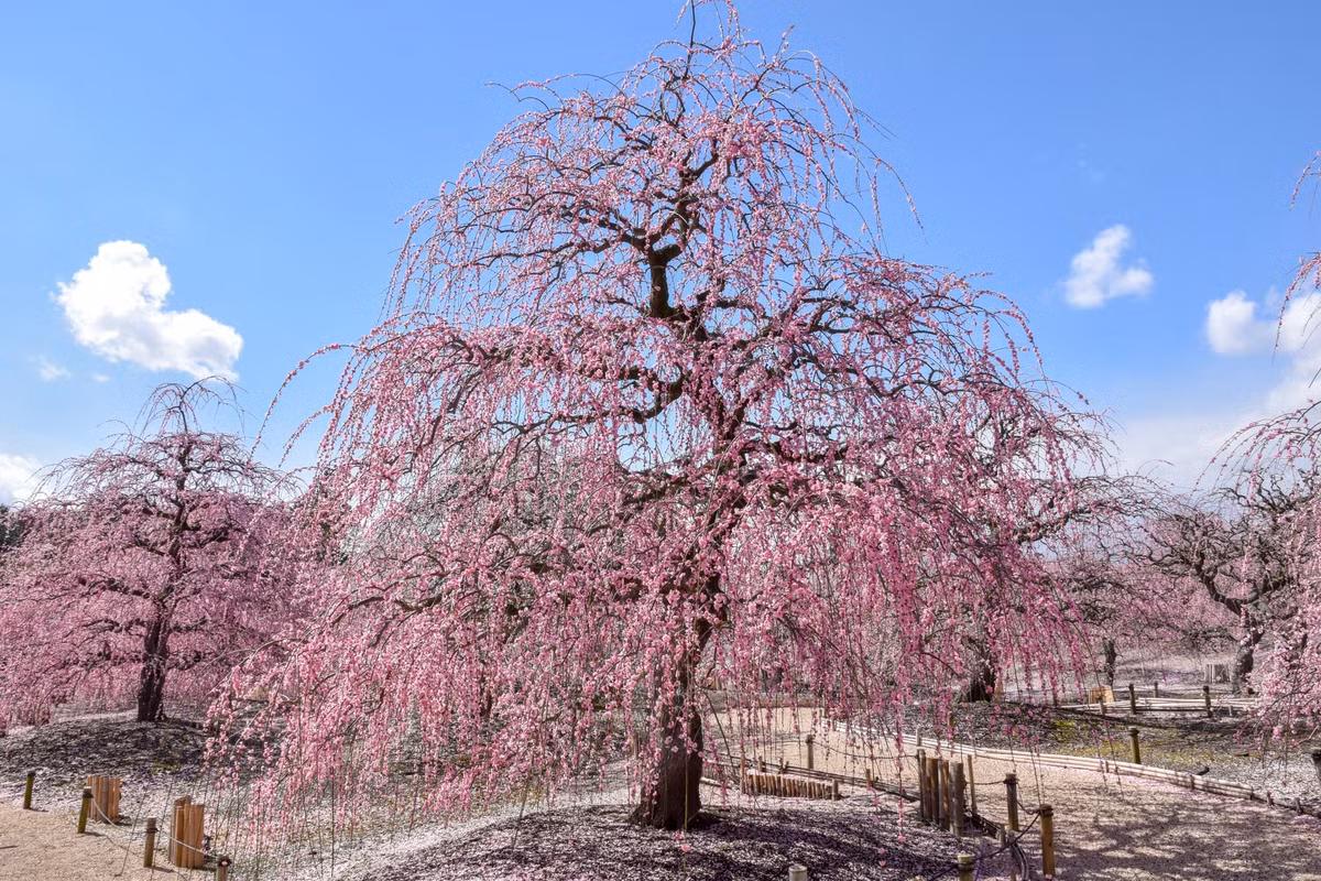 Lac vao rung hoa man Nhat Ban no ro dep nhu co tich-Hinh-4