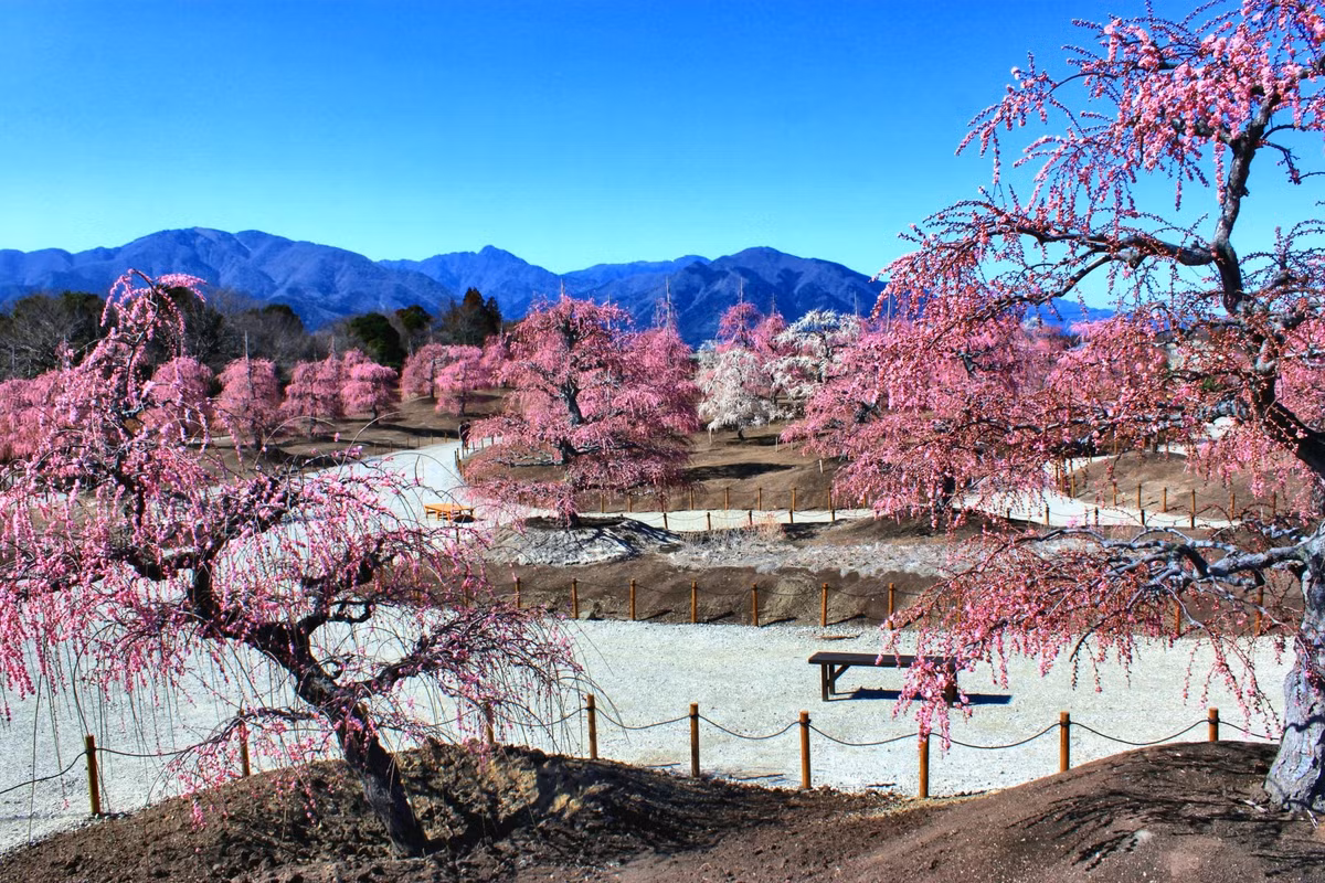 Lac vao rung hoa man Nhat Ban no ro dep nhu co tich-Hinh-3