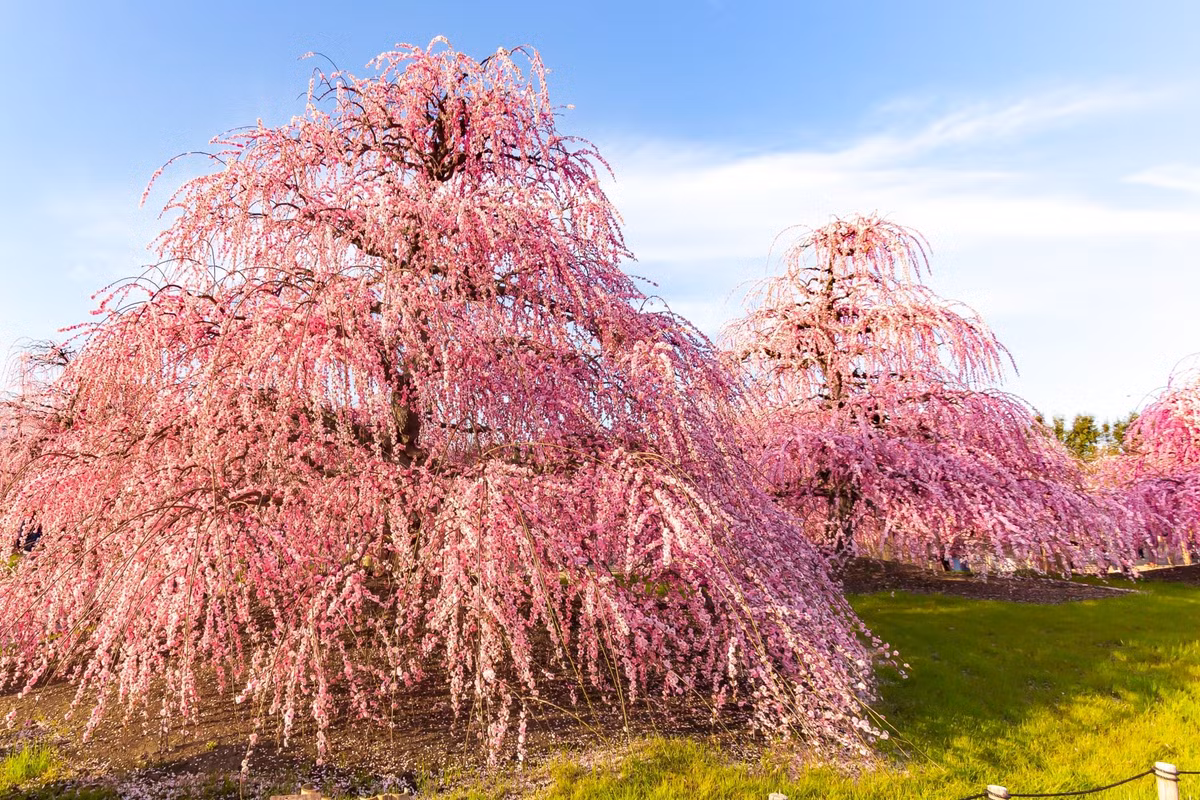 Lac vao rung hoa man Nhat Ban no ro dep nhu co tich-Hinh-2