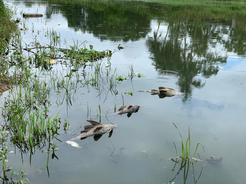 Nuoc bien thanh mau den lam ca chet hang loat tren song-Hinh-6