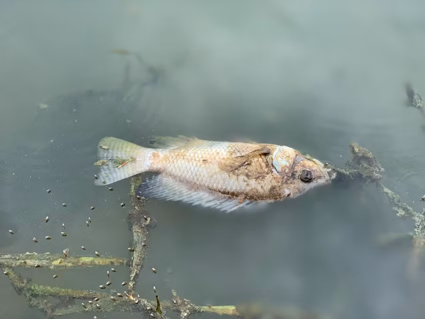 Nuoc bien thanh mau den lam ca chet hang loat tren song-Hinh-5