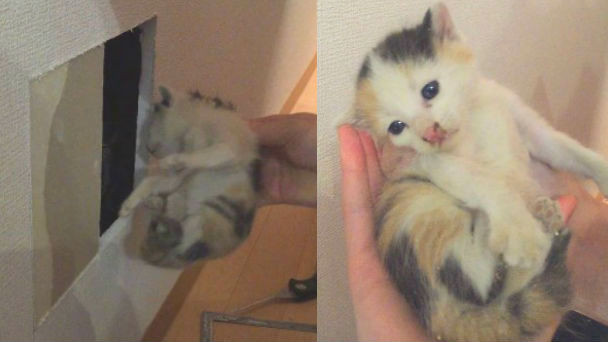 Nghe tieng keu la trong tuong nha, chu nha dap ra thi ta hoa-Hinh-3