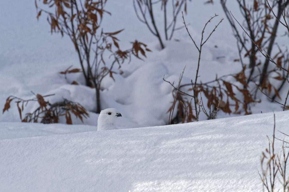 5. Snag, Yukon, Canada: Năm 1947, thành phố Snag ở Yukon đã lập kỷ lục là nơi lạnh nhất Canada, với nhiệt độ xuống mức -62 độ C. Vào mùa đông, nhiệt độ dao động từ -21 đến -32 độ C. Mùa hè, thành phố vẫn đóng băng. Nếu sống ở đây, bạn sẽ có cảm giác quanh năm đều là băng tuyết.