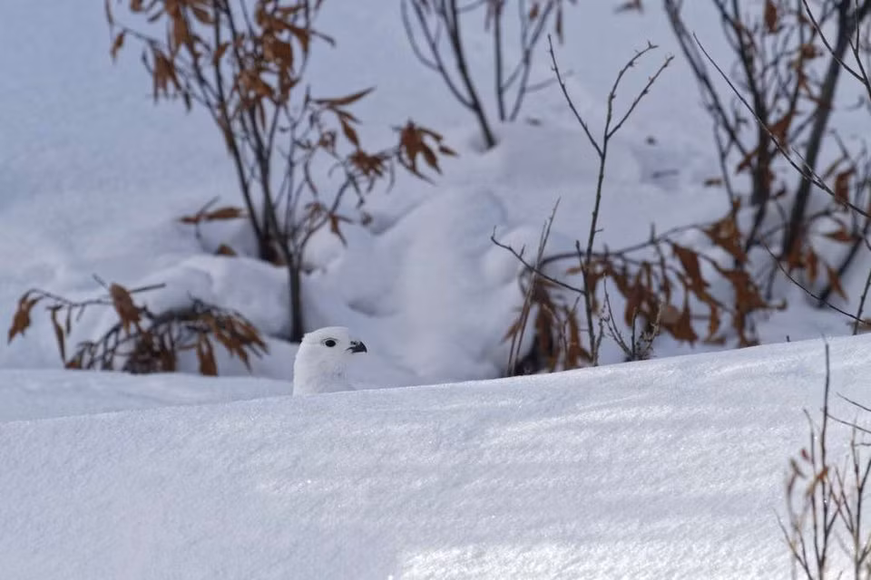 5. Snag, Yukon, Canada: Năm 1947, thành phố Snag ở Yukon đã lập kỷ lục là nơi lạnh nhất Canada, với nhiệt độ xuống mức -62 độ C. Vào mùa đông, nhiệt độ dao động từ -21 đến -32 độ C. Mùa hè, thành phố vẫn đóng băng. Nếu sống ở đây, bạn sẽ có cảm giác quanh năm đều là băng tuyết.