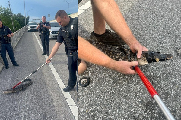 Canh sat My vay bat ca sau lang thang tren duong cao toc