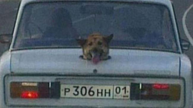 Chủ nhân chiếc xe thiết kế hẳn một lỗ riêng cho con chó cưng trong cốp xe.