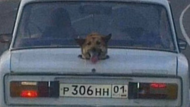 Chủ nhân chiếc xe thiết kế hẳn một lỗ riêng cho con chó cưng trong cốp xe.