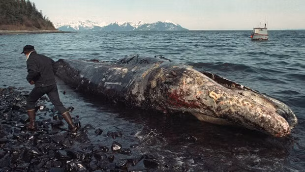 Sự cố tràn dầu Exxon Valdez năm 1989. Tàu Exxon Valdez mắc cạn trên một rạn san hô ở Prince William Sound, Alaska (Mỹ) vào ngày 24/3/1989. Đây được coi là vụ tràn dầu tồi tệ nhất trên thế giới về thiệt hại đối với môi trường.