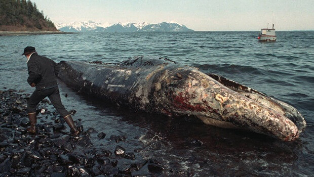 Sự cố tràn dầu Exxon Valdez năm 1989. Tàu Exxon Valdez mắc cạn trên một rạn san hô ở Prince William Sound, Alaska (Mỹ) vào ngày 24/3/1989. Đây được coi là vụ tràn dầu tồi tệ nhất trên thế giới về thiệt hại đối với môi trường.