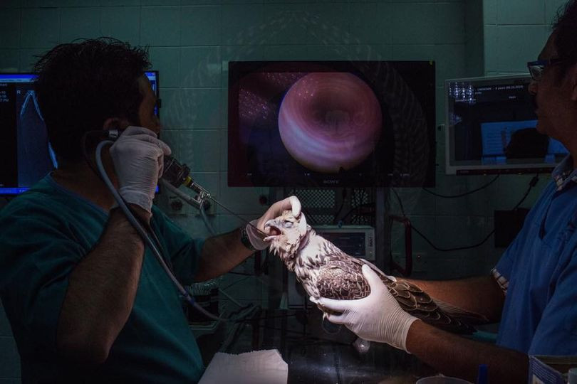 Dot nhap benh vien sang chanh danh cho chim ung o Qatar-Hinh-3