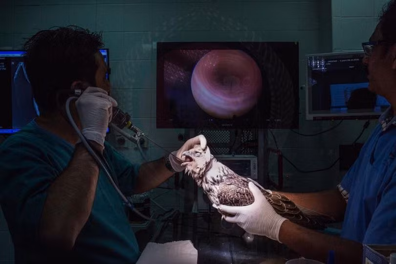 Dot nhap benh vien sang chanh danh cho chim ung o Qatar-Hinh-3