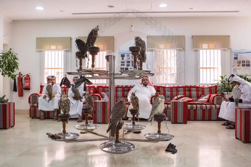Dot nhap benh vien sang chanh danh cho chim ung o Qatar-Hinh-2