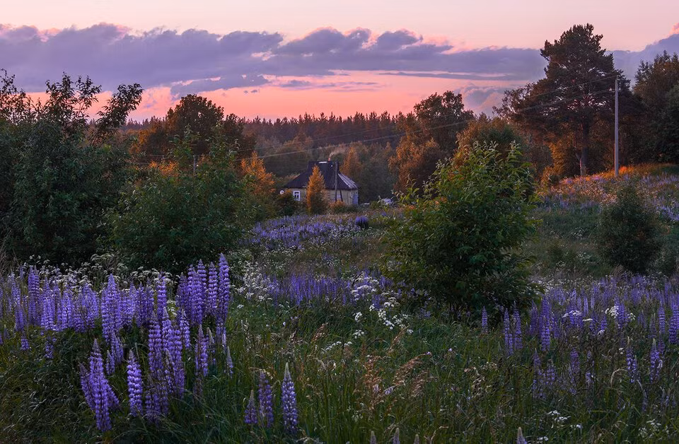 Những bông hoa tím xen lẫn trong cỏ cực kỳ nổi bật.