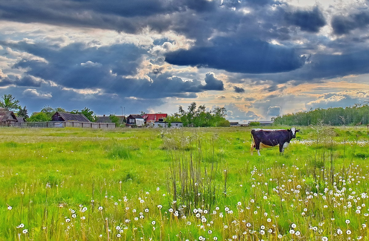 Những đồng cỏ xanh mướt mang đến không khí trong lành cho làng quê nhỏ.