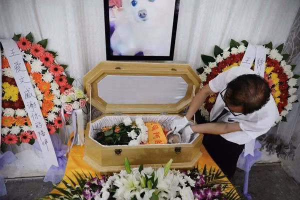 Dich vu mai tang cho thu cung “chay hang” o Trung Quoc