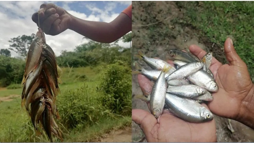Lluvia de Peces - Tran mua ca bi an chua loi dap o Honduras-Hinh-3