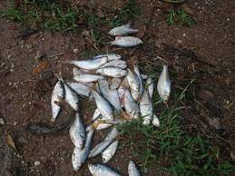 Lluvia de Peces - Tran mua ca bi an chua loi dap o Honduras-Hinh-2