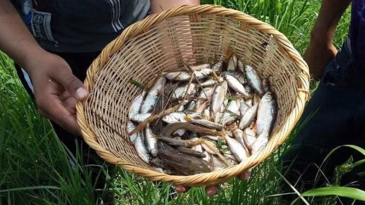 Lluvia de Peces - Tran mua ca bi an chua loi dap o Honduras