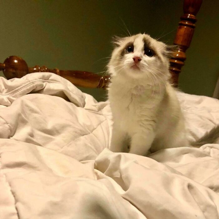 Nhìn khuôn mặt tội lỗi của con mèo, người xem cũng như muốn "tan chảy".