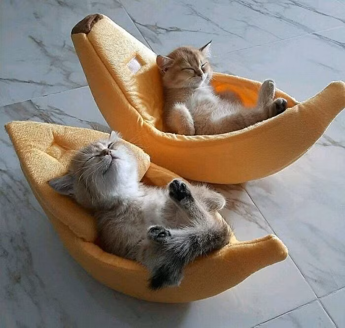 Hai chú mèo con thật sự biết tận hưởng.