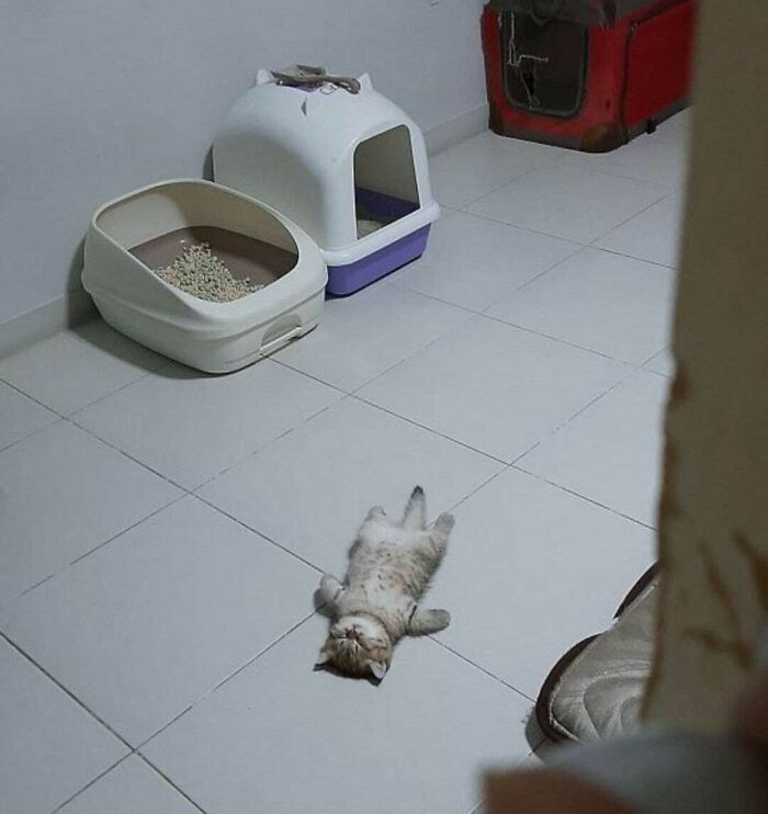 Con mèo con ngủ cũng đáng yêu hết nấc.