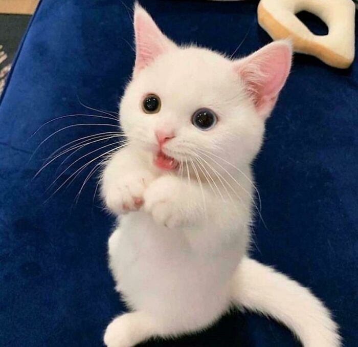 Bé mèo xinh hai mắt tròn xoe "đốn tim" dân mạng.
