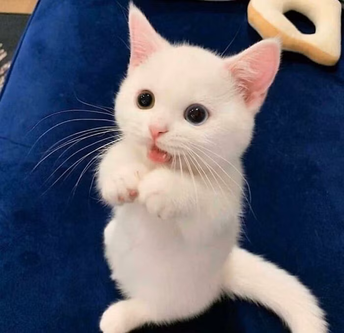 Bé mèo xinh hai mắt tròn xoe "đốn tim" dân mạng.