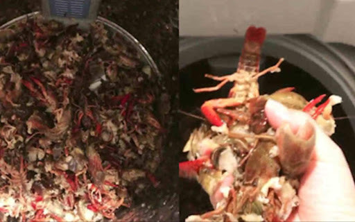 Thu rua tom bang may giat, nguoi phu nu nhan cai ket dang-Hinh-2