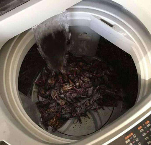 Thu rua tom bang may giat, nguoi phu nu nhan cai ket dang