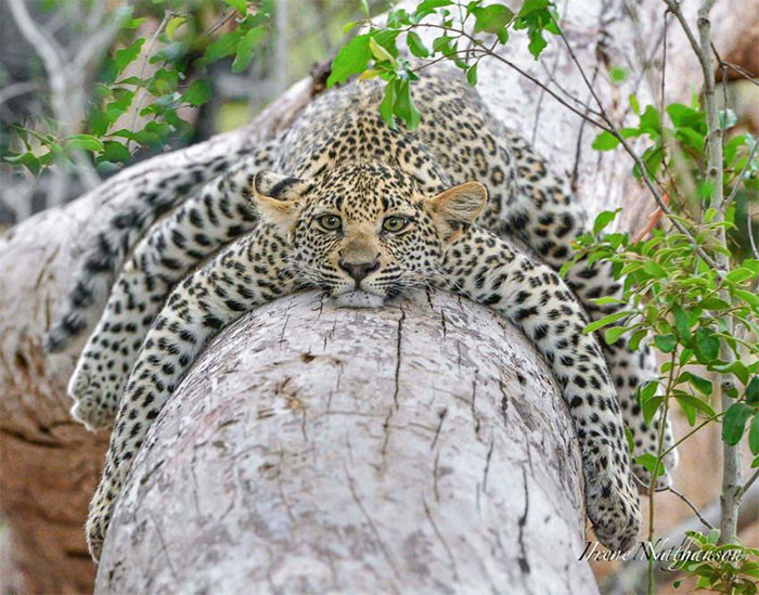 Chú báo đốm nằm dài thư giãn trên gốc cây.