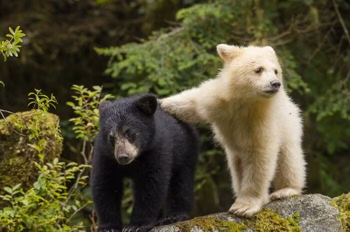 Nhung buc anh dong vat hoang da khien nguoi xem tan chay-Hinh-8