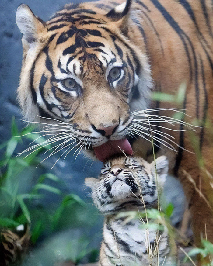 Bức ảnh ấn tượng về cảnh hổ mẹ chăm sóc cho hổ con.