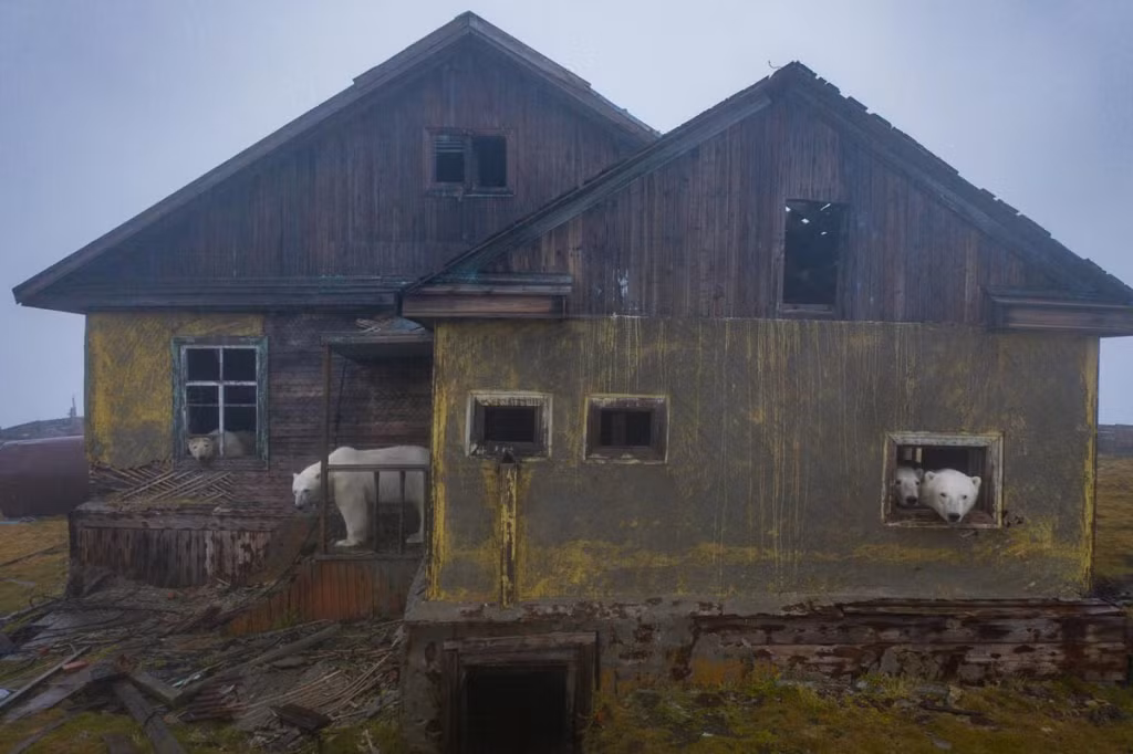 Ngam gau Bac Cuc song trong tram khi tuong bo hoang o Nga