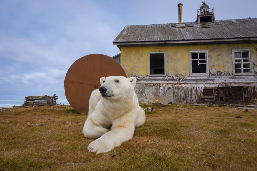 Ngam gau Bac Cuc song trong tram khi tuong bo hoang o Nga-Hinh-8