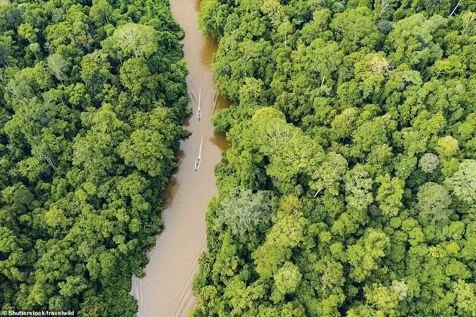 Kinh ngac canh sac cua nhung khu rung ky la nhat hanh tinh-Hinh-9