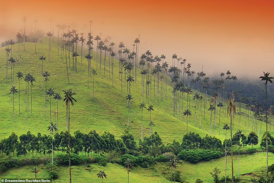 Rừng cọ quindio ở Colombia. Tại Colombia, cọ quindio được xem là "quốc cây". Nó là loài cọ cao nhất thế giới với chiều cao trung bình khoảng 45 m. Loài cọ này chỉ xuất hiện trong một số khu rừng trên núi tại Colombia và Peru.