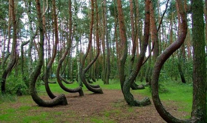 Rừng Hoia Baciu thu hút sự chú ý của quốc tế vào năm 1968 khi Emil Barnea, một kỹ thuật viên quân sự phát hiện một vật thể lạ có hình dáng giống đĩa bay ở gần khu rừng này.