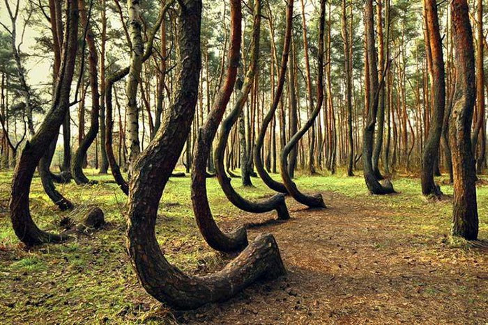 Khu rừng lưu giữ rất nhiều dấu tích lịch sử vì có những bằng chứng cho thấy từng có một nhóm người định cư ở đó từ thời kỳ đồ đá mới.