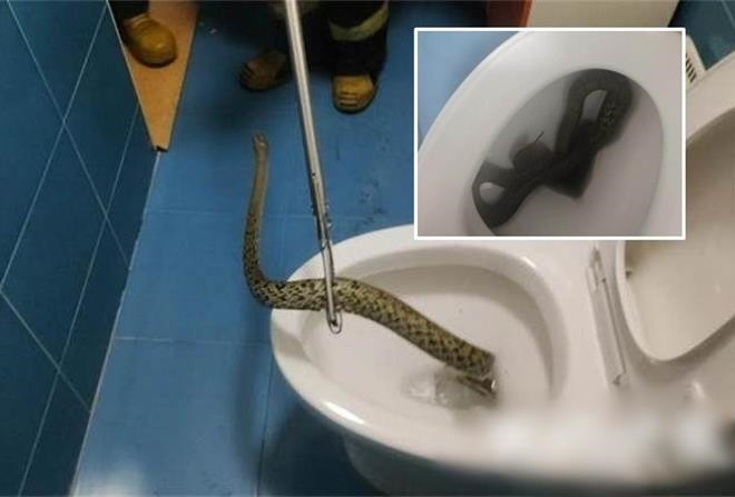 Co gai an xa nuoc bon cau thi phat hien thu kinh hoang