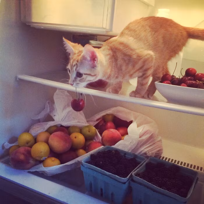 Bo anh hai huoc khi thu cung bi bat qua tang trom do an-Hinh-14